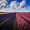 Image result for Netherlands Flower Fields