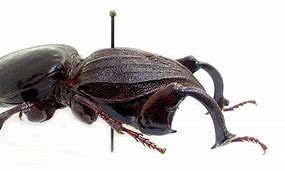 Image result for Mole Beetle