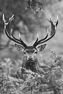 Image result for Black and White Stag Photography