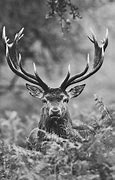 Image result for Deer Wallpaper Black and White