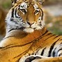 Image result for Bronx Zoo NY