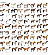 Image result for Different Kinds of Horse Racing