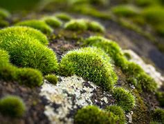Image result for Moss On Rocks New England
