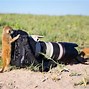 Image result for Funny Camera Animal