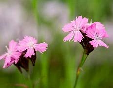 Image result for Dianthus carthusianorum