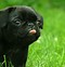 Image result for Wallpaper of Puppies