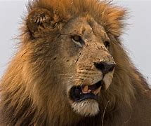 Image result for World Biggest Lion Animal