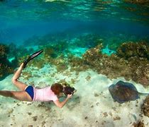 Image result for British Virgin Islands Snorkeling