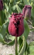 Image result for Tulipa Labrador