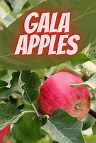 Image result for Gala Apples 5L