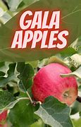 Image result for Gala Apples Logo