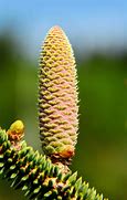 Image result for Abies pinsapo Fatima - ( WB 1 )