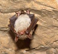 Image result for Bat Reference Eyes