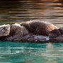 Image result for Monterey Bay Aquarium Sea Otters