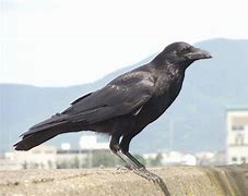 Image result for Crow Twitter Banner