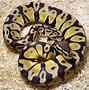 Image result for Lemon Pastel Pied Ball Pythin