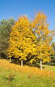 Image result for Yellow Maple Tree