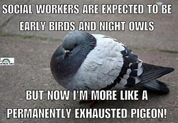Image result for Tired Pigeon Meme