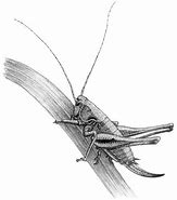 Image result for Cricket Insect Sketch