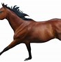 Image result for Horse Running