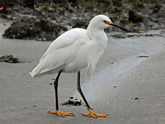 Image result for egret
