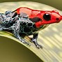 Image result for Neon Poison Dart Frog