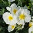 Image result for Helianthemum The Bride