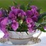 Image result for Tea Cup Flowers