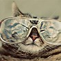 Image result for Cat Pics with Glasses