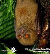 Image result for Fiji Bats