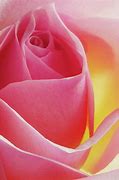 Image result for Pink Glowing Roses Light