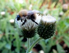 Image result for Cirsium rivulare Frosted Magic