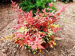 Image result for Nandina domestica OBSESSED Seika
