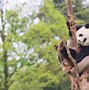 Image result for WWF Giant Panda