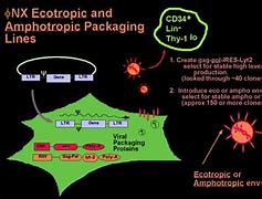 Image result for Phoenix ECO Cells