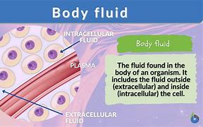Image result for Body Fluid Water