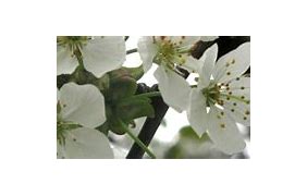 Résultat d’images pour Prunus avium Varikse Zwarte