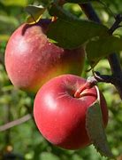 Image result for Black Twig Apples