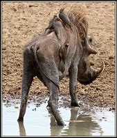 Image result for Animals in Drought