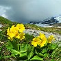 Image result for Primula auricula Sunflower