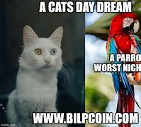 Image result for Cat Day Meme