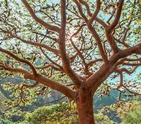 Image result for Bursera Simaruba Tree Leaves
