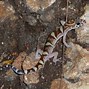 Image result for Gecko Lizard Types