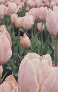 Image result for White Tulip iPhone Wallpaper