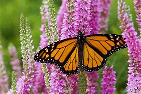 Image result for Monarch Butterfly Screensavers Free