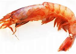 Image result for gamba