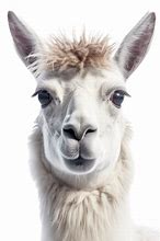 Image result for Lama PNG