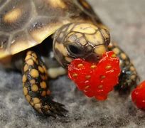 Image result for Funny Memes Baby Turtle