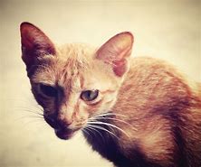 Image result for Cat Ears Papua