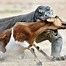 Image result for Scary Desert Animals